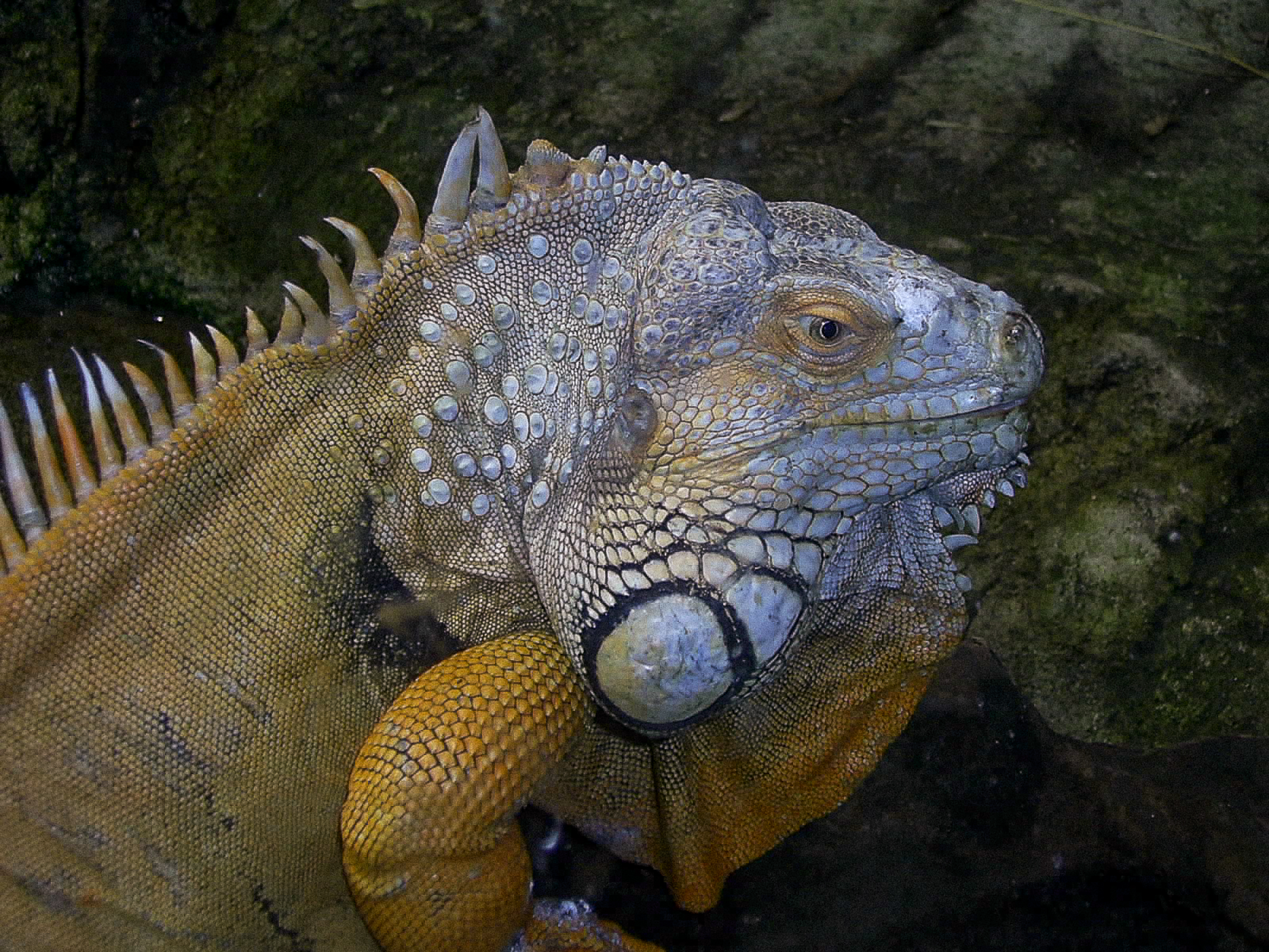 SAMSUNG DIGITAL CAMERA